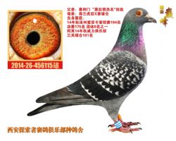 張根林最新鑒鴿，探索鑒鴿新境界
